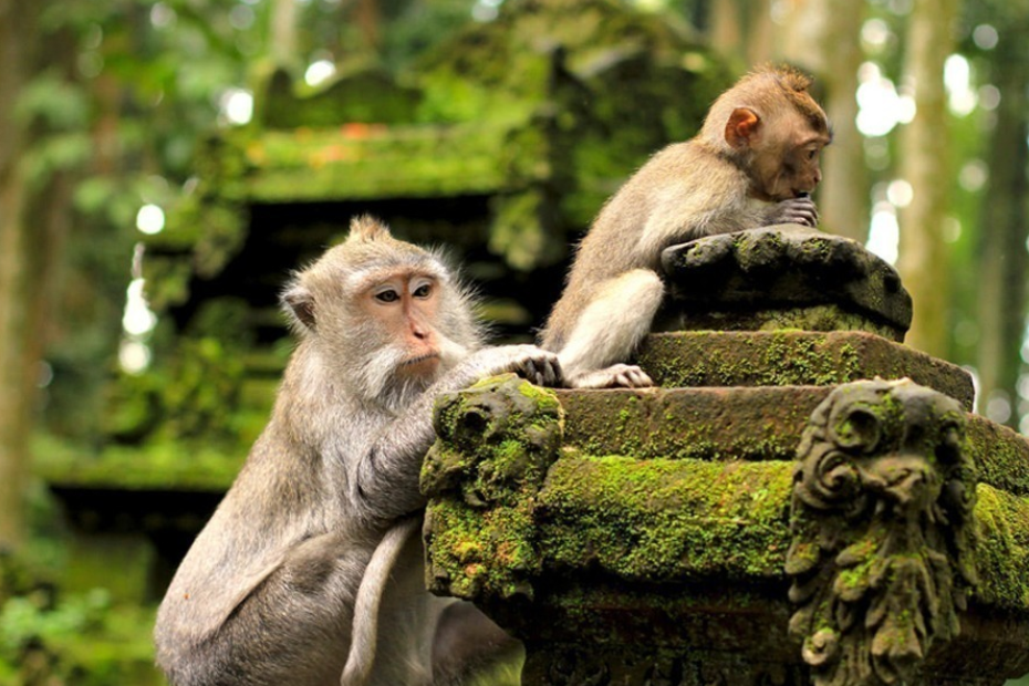 Arrival in Bali and Transfer to Ubud
